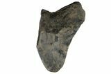 Bargain, Fossil Megalodon Tooth - South Carolina #172172-1